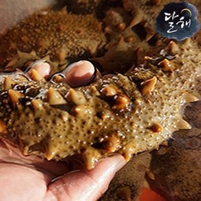 통영 자연산 해삼/해삼(대) 1kg 해삼(대)1kg 1개