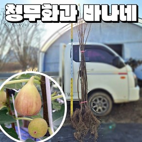 신품종 청무화과나무 바나네 삽목2년생 특묘 결실주 묘목, 삽목2년생(결실주), 1개