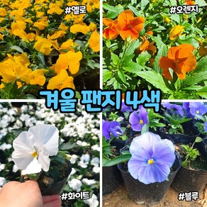 겨울팬지 4색 / 겨울 꽃모종 / 추위에 강한 팬지, 1개, (15cm 화분) 3색 랜덤