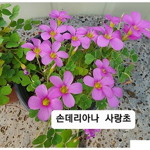 사랑초 종류 최다 보유 업체 가을 겨울에 피는 꽃~ 샵 둘러보고 가세요~, 1개