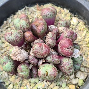 코노피튬 sp.conophytum vaiegata sp 랜덤상품 희귀식물, 1개