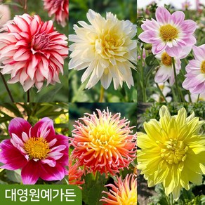 다알리아 6종 택1 괴근 구근 식물 알뿌리, 04. 더블트러블, 1개