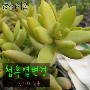 [허브여울다육] 첨후엽변경 지름 9cm 소품화분 (상토와 마사만 사용), 1개