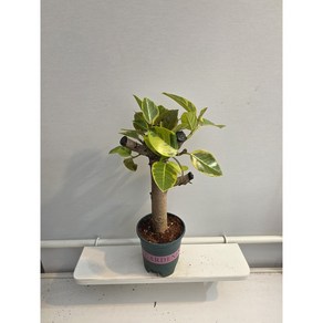 식공플랜츠 뱅갈고무나무 목대형성 목대튼튼 고무나무 35-55cm 179, 1개, 기본
