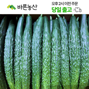 < 바른농산 > 국내산 오이 가시오이 청오이 특품 (3kg 5kg 10kg)