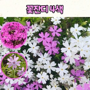 꽃잔디 4색(3치 포트) 야생화 노지월동 지피식물, 진분홍, 1개