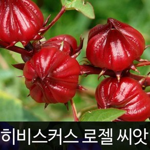 히비스커스 씨앗 로젤 종자 꽃씨 꽃차 야생화 20알, 1개