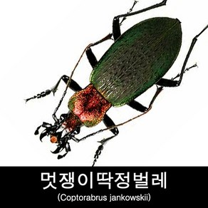 멋쟁이딱정벌레표본 Coptoabus jankowskii, 1개