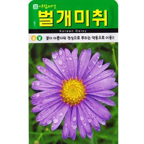 벌개미취씨앗 500립 약용 여러해살이 꽃씨