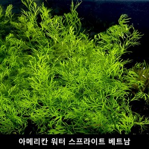 수초몰 아메리칸 워터 스프라이트 베트남 (1뿌리) 초보자수초 자연수초 인기수초 초보수초 키우기쉬운수초 모스 수초맛집, 1개