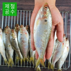 고흥 자연산 전어 1kg 구이용 무침용 햇전어 가을전어 국내산전어