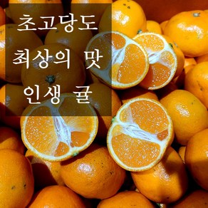 최상의맛 프리미엄 초고당도 감귤 로열과 (2s~S)