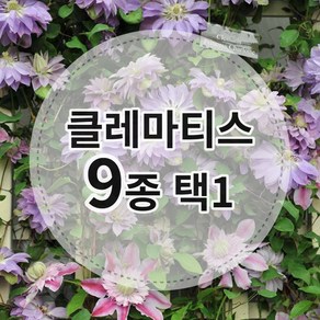 클레마티스9종 P12포트 으아리 넝쿨식물 덩쿨식물 으아리 야생화 노지월동, 7. 주스타, 1개