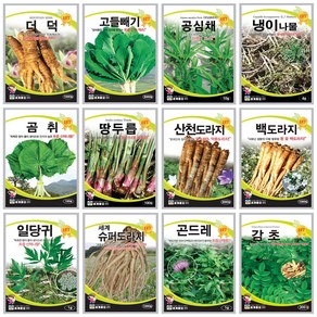 약초씨앗모음 백도라지씨 고들빼기씨앗 여주종자 더덕씨앗, 1개
