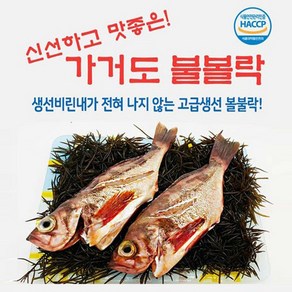 가거도 볼락 산지직송 불볼락 열기 대/특대 천일염 섶간