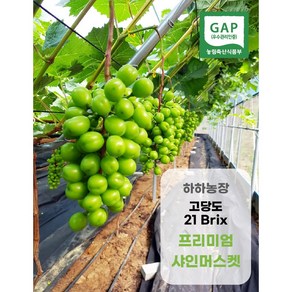 [GAP 인증] 예천 하하농장 프리미엄 샤인머스켓 2kg / 4kg, 1.5kg, 1900개