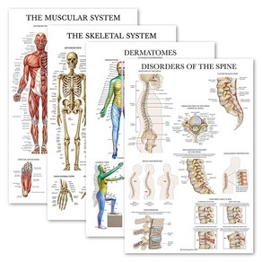 4팩 - 해부학적 포스터 세트 - 라미네이트 - 근육 골격 피부 장애 - 해부학 차트 세트 (라미네이트 45.7cm x 68.6cm)