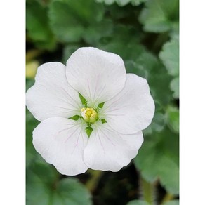 [비젼플라워] (야생화놀이터)-----베란다월동-순백색풍로초(풍노초), 1개, 00