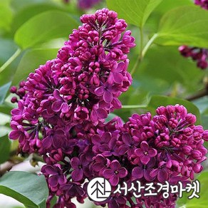 라일락나무 찰스졸리 5치포트 묘목 서산조경마켓, 1개