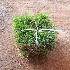 천연잔디 (전남 장성군)부분잔디/20장/롤잔디2장/박스포장/무료배송, 18cm18cm부분잔디20장