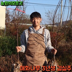 매화나무 묘목 옥매 백매 오이도 3년생 개화주 꽃나무, 백매화(하얀꽃), 1개