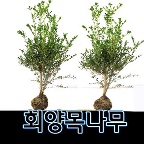 순희농장 회양목나무 회양목 30cm 5개묶음 50cm, 5개