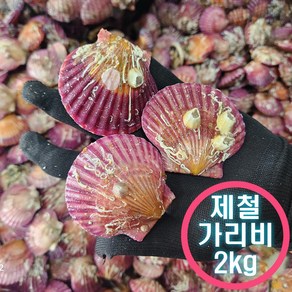 산지수업 통영 세척 선별 제철 홍가리비 통영직송 당일조업