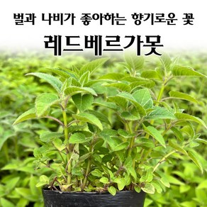 [모종심는아빠] 벌과 나비가 좋아하는 향기로운 꽃 레드베르가못 모종, 3개