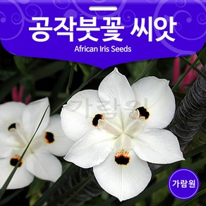 공작 붓꽃 씨앗 아프리카 붓꽃 종자 붓꽃씨 꽃씨 20알