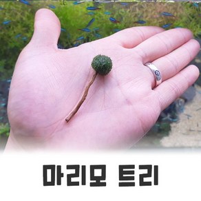 매직아쿠아 마리모 트리 (직경 1cm 전후), 1개