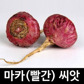 빨간 마카 씨앗 마카씨 종자 약초씨 인삼 정력 50알, 1개