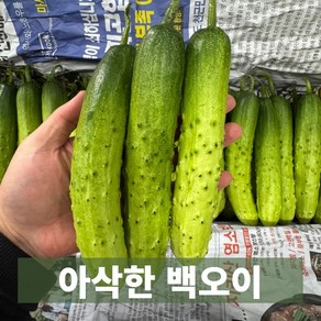 금메달농수산 아삭한 백다다기 백오이, 1개, 3kg