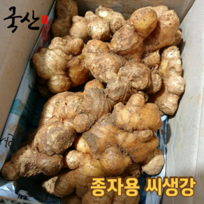 [국내산] 생강 종자 씨생강 흙생강 1kg 5kg 10kg, 1개