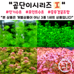 <수초마을> 곱고예쁜 인기수초만 모은 곱단이시리즈 하나 4종(26줄기)구성 펄글라스 레드카붐바 슈퍼레드 미니암브리아 폭번수초 초보수초 어항수초, 1세트