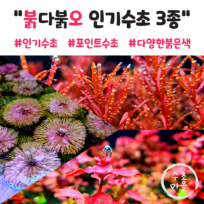 <수초마을> 매력적인 붉오수초 3종구성 루드위지아 슈퍼레드 블러드레드 레드카붐바 폭번수초 초보수초 어항수초, 1개