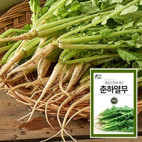 마이플랜트 춘하열무 15g 채소 씨앗 베란다 텃밭 가꾸기, 1개