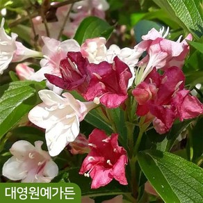 병꽃나무 무늬 삼색 10cm포트 봄꽃, 1개, 02. 삼색병꽃 10cm포트