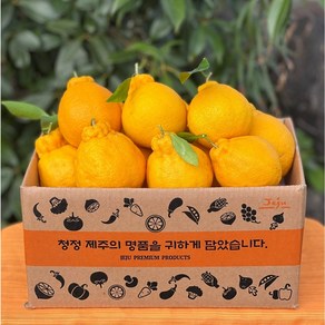 고당도특수농법 14Brix 산지직송 제주 한라봉