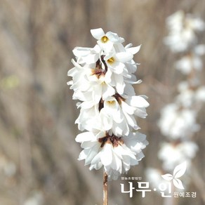 [나무인] 미선나무 개화주