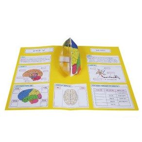 4인용 우리몸 뇌구조 팝업북만들기 DIY북아트 활동지 인체과학 초등과학 모둠수업