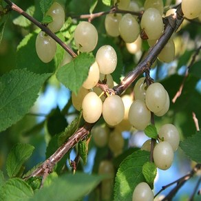 백앵두나무 3년생 결실주 분묘 화이트앵두묘목