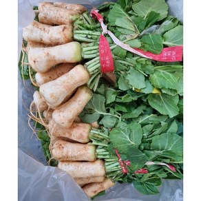 [산지직송] 신선하고 아삭한 국내산 알타리무, 1세트, 1.5kg(무청없는 알타리무)