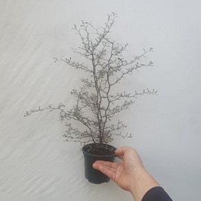 마오리코로키아 고로키아 중대품 35~50cm 249, 1개