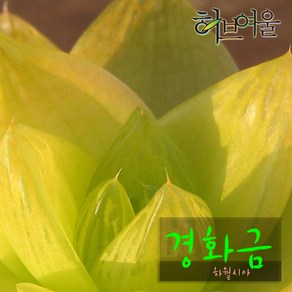 [허브여울다육] 경화금(하월시아) 지름 9cm 소품 (상토와 마사만 사용한 건강한다육), 3개