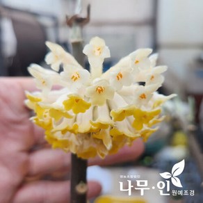 [나무인] 큰꽃 삼지닥나무 개화주, 1개