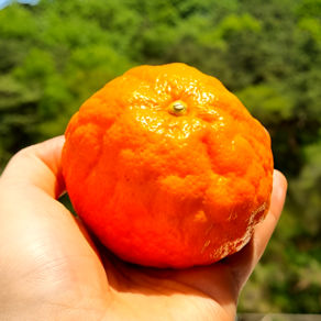 [20차완판신화] 벌꿀당도 신비향 설국향, 1개, 2kg (혼합과 11과이내)