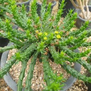 [수암다육] 공작환 랜덤발송 Euphorbia flanaganii 다육 다육이 다육식물 국민다육 다육이키우기 선인장 미니선인장