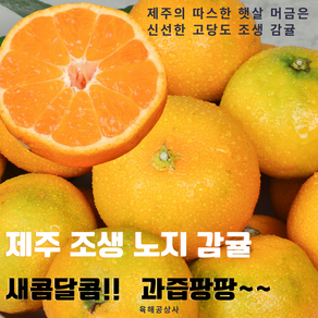 샘콤달콤 과즙팡팡 제주 조생 노지 감귤, 1개, 랜덤과 1kg