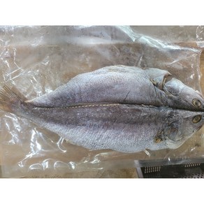 완도 자연산 반건조 민어 특대(60cm 이상 생물기준2kg 이상) 조기(25cm)무료 특대 구매시 민어부레 무료증정, 1개, 반건조민어생물기준 400g