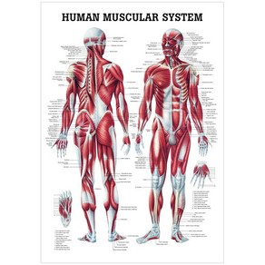 [Anatomical] 전신근육차트(MD04 3D입체 L사이즈), 차트, 1개